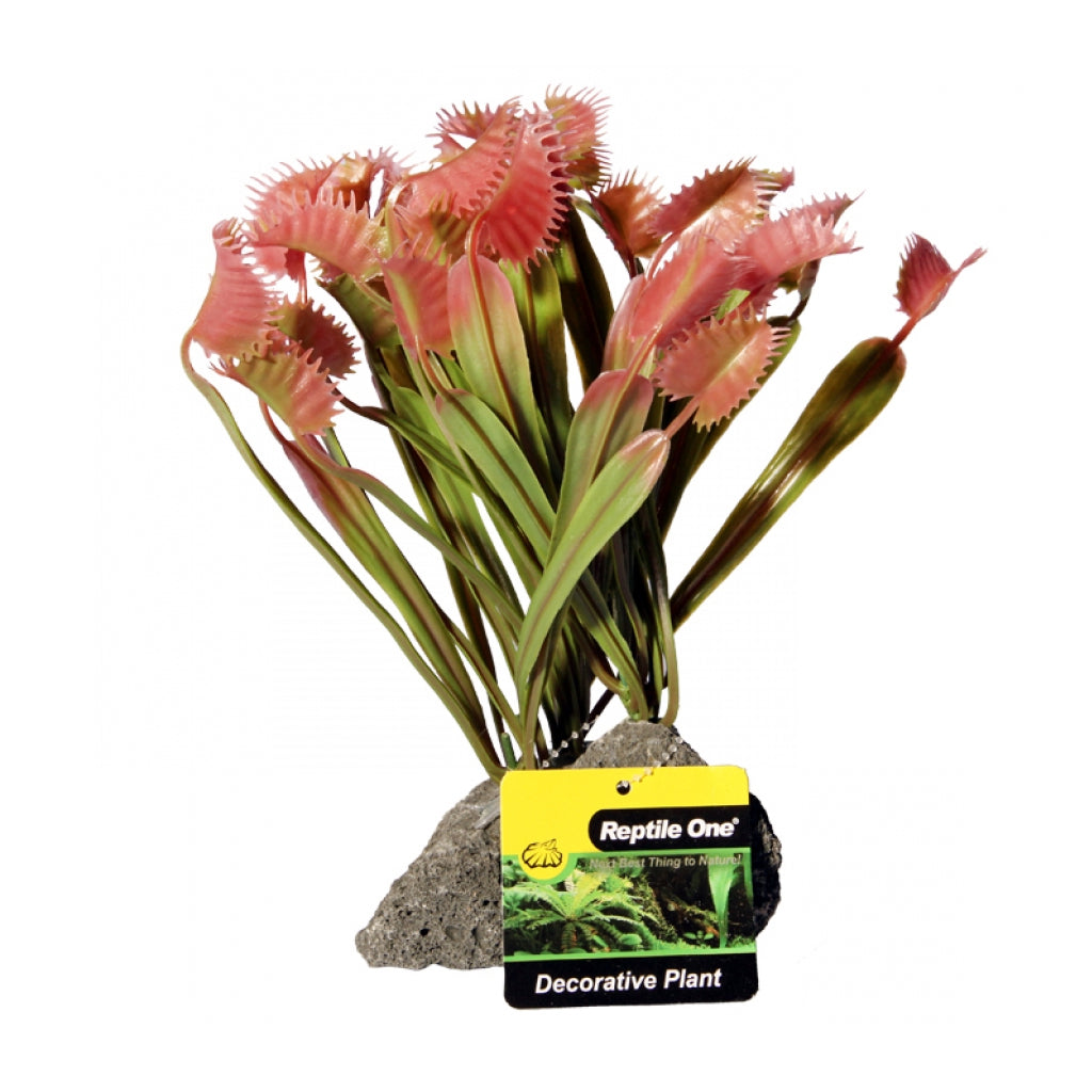 Venus Flytrap With Pumice Base