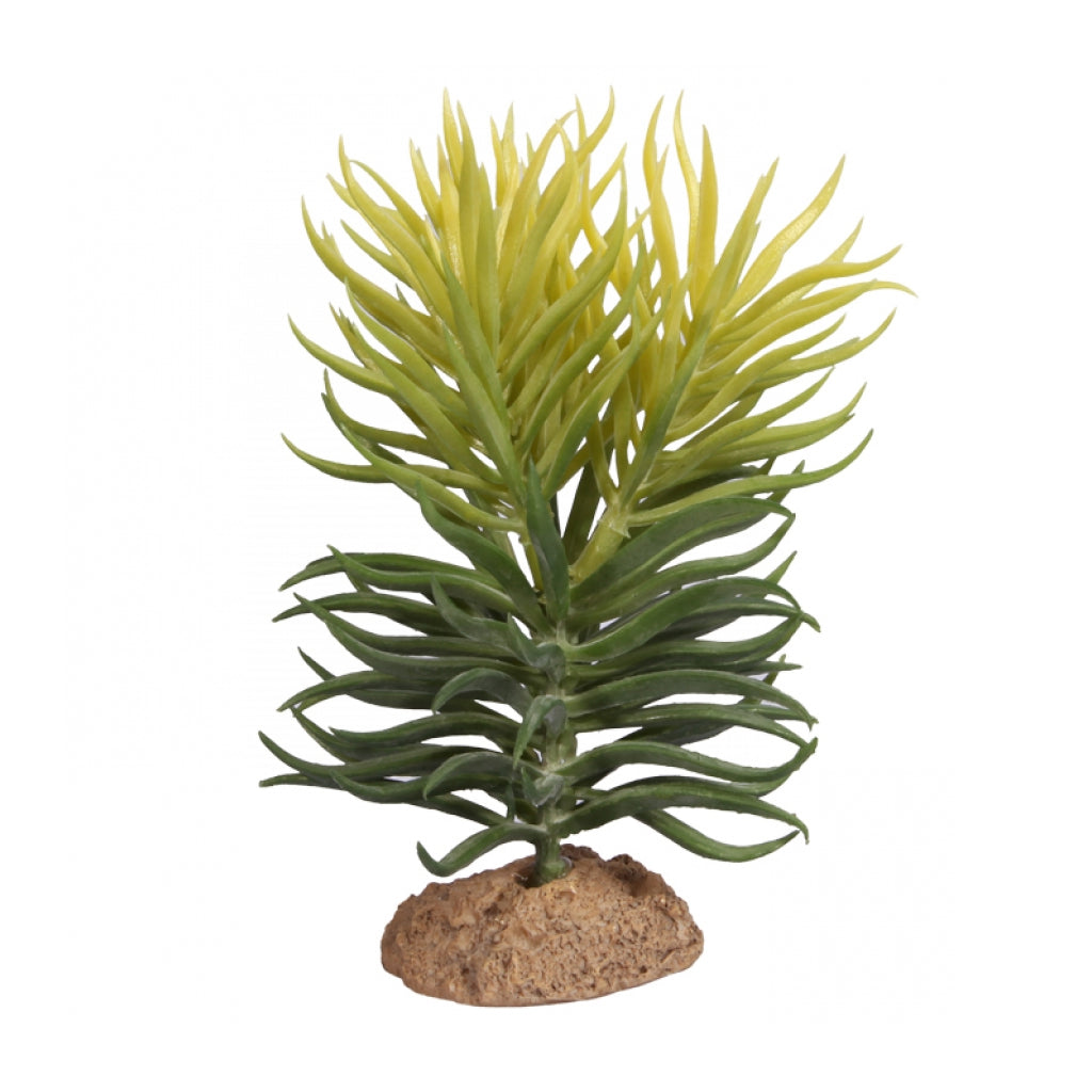 Pencil Succulent With Resin Base