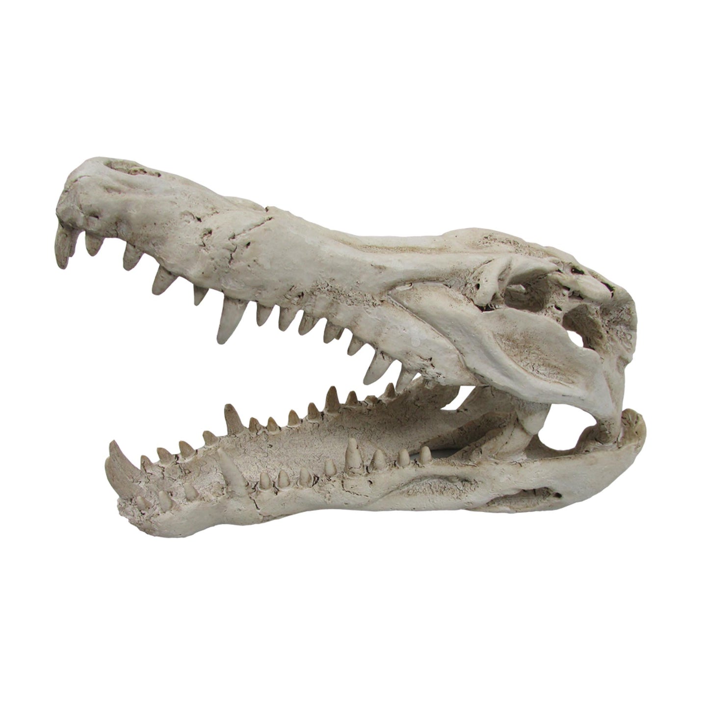 CROC SKULL MED 25X11.5X15.5CM