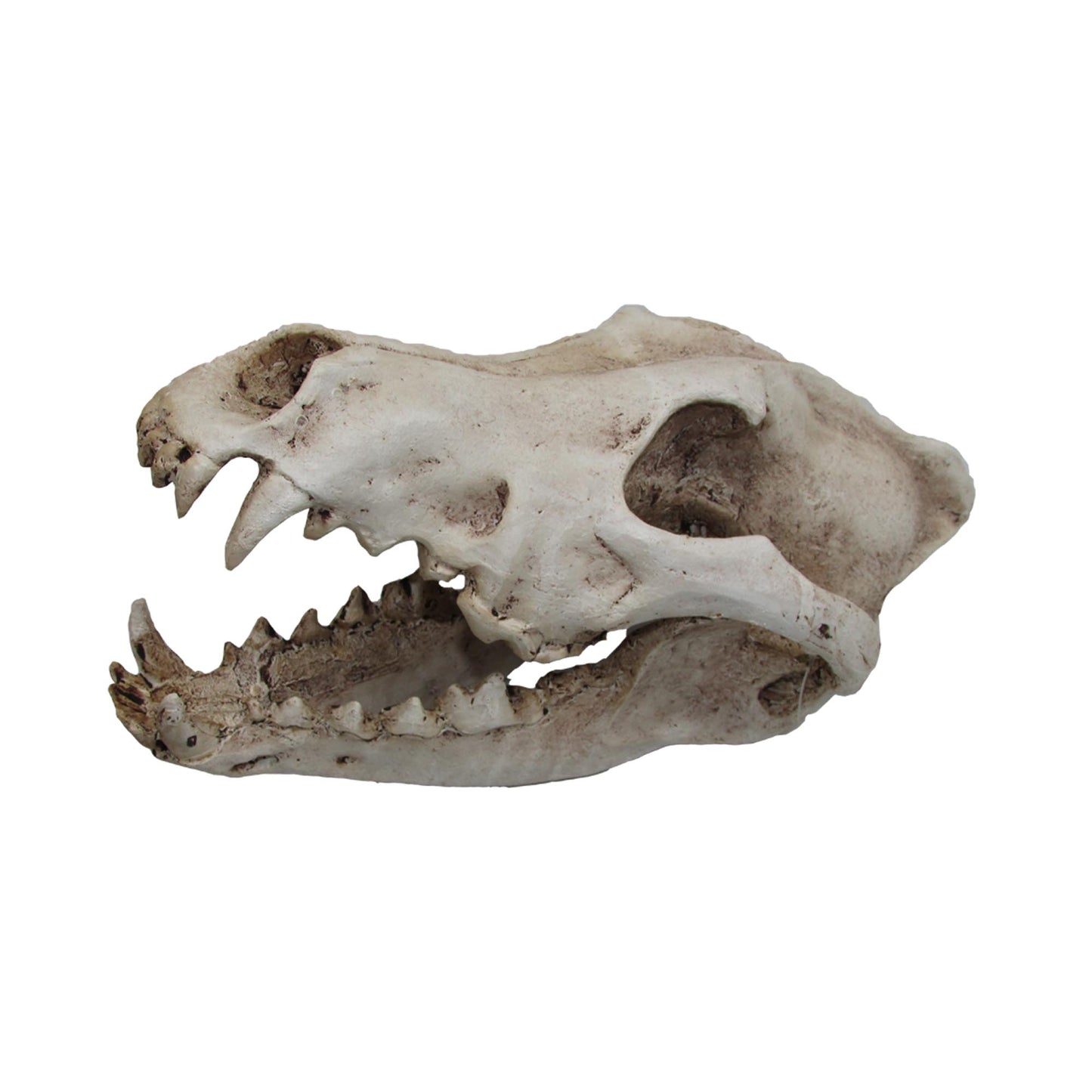 WOLF SKULL 24X13X13CM