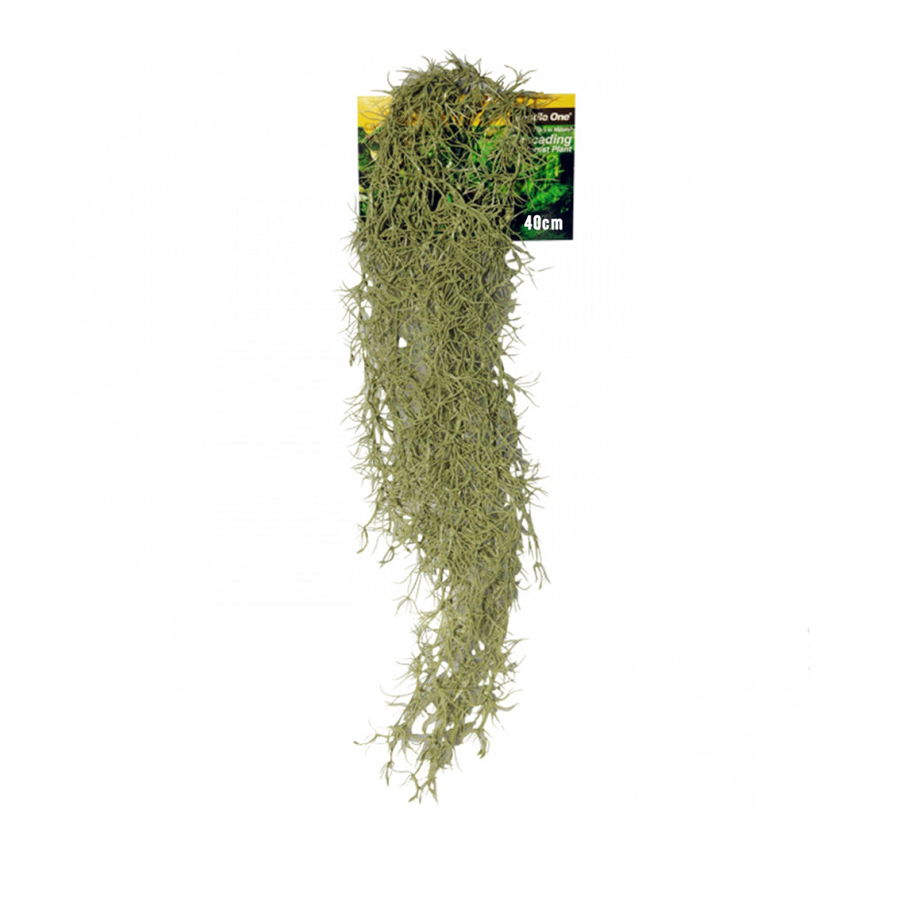 Hanging Spanish Moss Grey 40cm